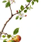 Harper's Illustrated Botany Guide for Kindle-0